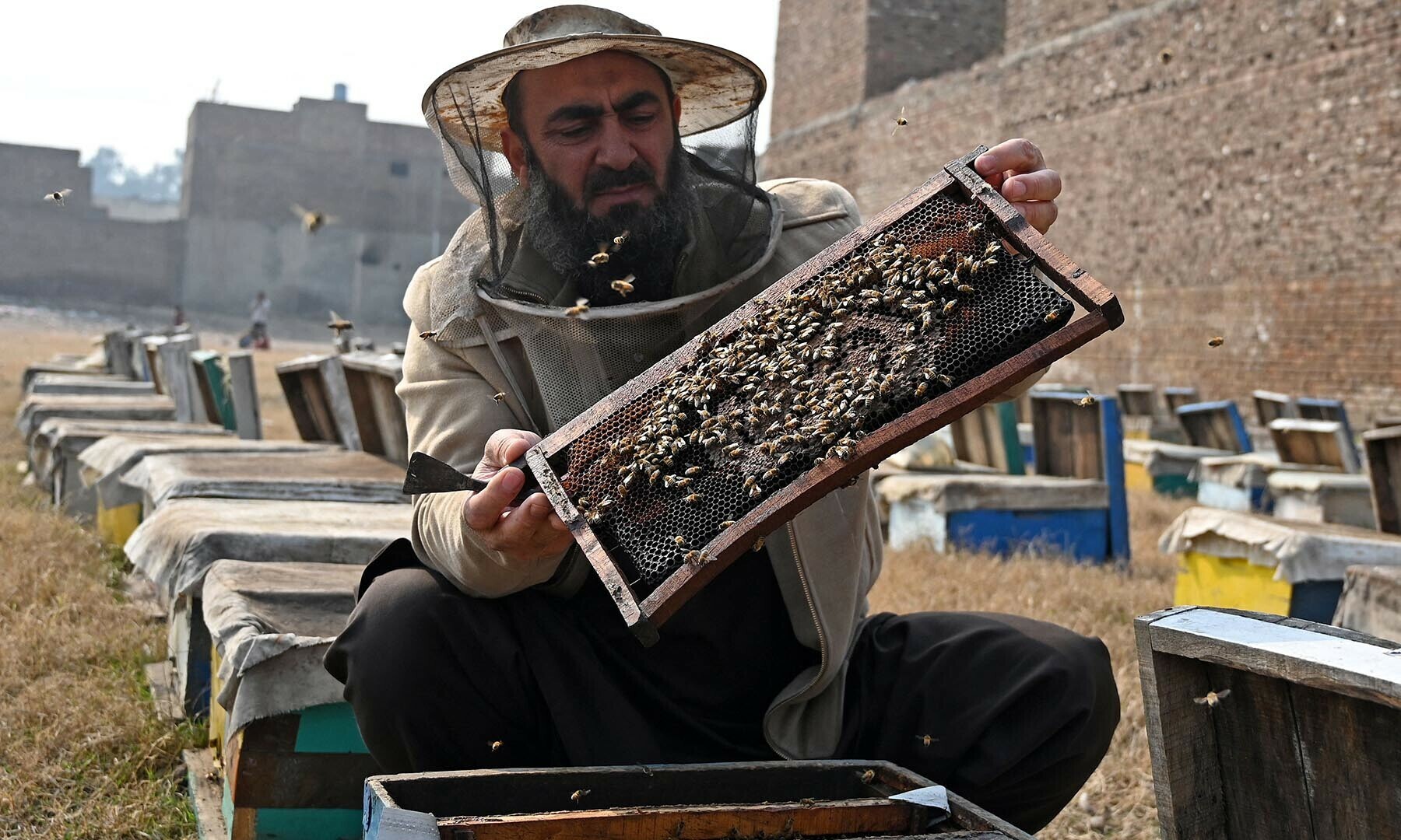 Beekeepers fearing worst honey harvest in decades due to climate change